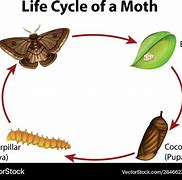 Image result for Box Moth Life Cycle