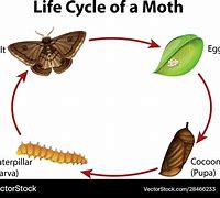 Image result for Bird Seed Moth Life Cycle