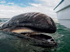 Image result for Gray Whale Animal