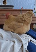 Image result for Butter Bird Meat