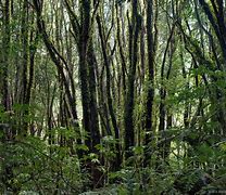 Image result for Thick Forest Dnd