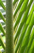 Image result for Coconut Tree Branch