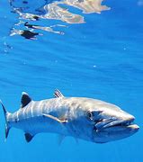 Image result for Barracuda vs Shark