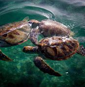 Image result for Seychelles Turtles