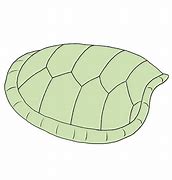 Image result for Turtule Shell in 2D