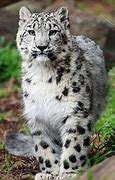 Image result for Adorable Snow Leopards