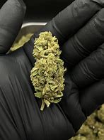 Image result for 1G Og GT Kush