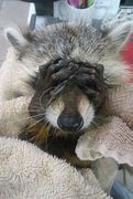 Image result for Raccoons Are Cute