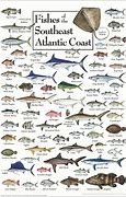 Image result for Atlantic Catfish