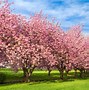 Image result for Cherry Blossom Characteristics