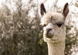 Image result for Camelids