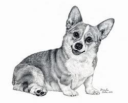 Image result for Cool Corgi Drawing