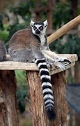 Image result for Ring-tailed Hawk