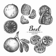 Image result for Bael Artist