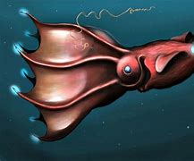 Image result for Vampire Squid Classification Chart