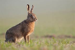 Image result for Award-Winning Brown Hare Photo