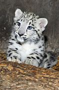 Image result for Adorable Snow Leopards