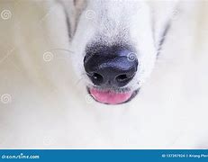 Image result for Dog Nose Close Up