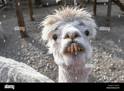 Image result for Lama with Sideburns