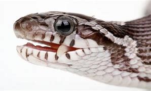 Image result for Corn Snake Mouth