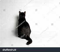 Image result for Top Cat Blak