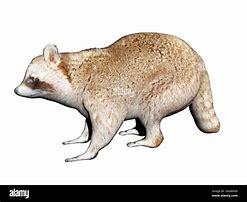 Image result for Smart Raccoon