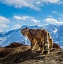 Image result for Snow Leopard Range Map