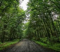 Image result for Siniloan Forest Park