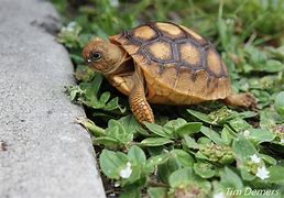 Image result for Baby Gopher Tortoise Tracks