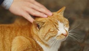 Image result for Touch Cat Ears