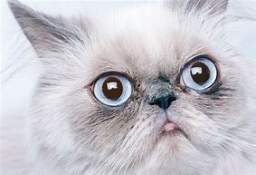 Image result for Picuters of Flat Face Cats