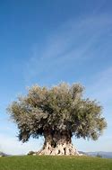 Image result for Olive Tree Aerial View