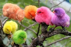 Image result for Ayam Warna Biru