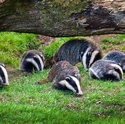 Image result for Cute Baby Badger