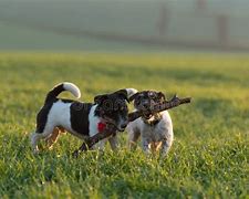 Image result for Big Fighting Dogs