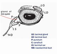 Image result for Lacrimal Gland Location