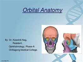 Image result for Orbital Bone Anatomy Model