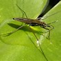 Image result for Pond Pests