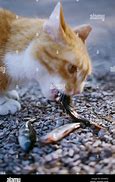 Image result for Cat Eating Raw Fish