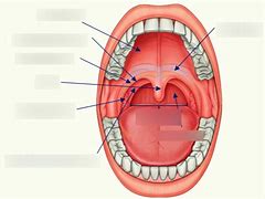 Image result for Parts of Oral Cavity