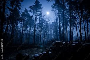 Image result for Dark Forest Night