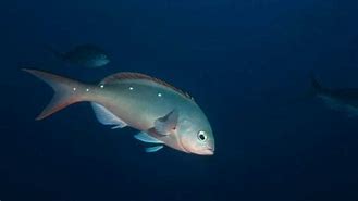 Image result for Galapagos Fish Chart