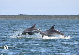 Image result for Marine Mammal Science