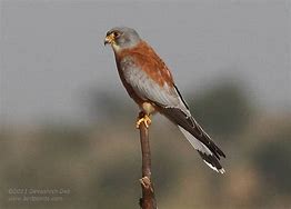 Image result for Lesser Kestrel Male