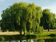 Image result for Willow Tree Plant