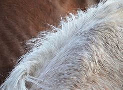 Image result for Horse Mane Haircut