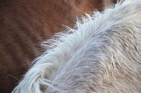 Image result for Horse Mane Hairstyles