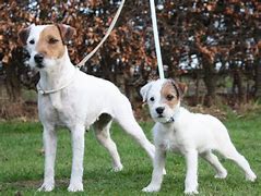 Image result for Parson Russell Terrier