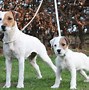 Image result for Parson Russell Terrier