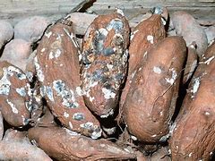 Image result for Sweet Potato Root Rot